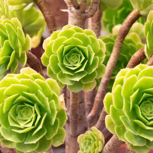 Eonium drzewiaste / Aeonium