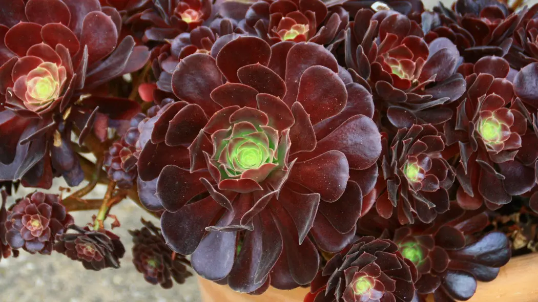 Eonium drzewiaste (Aeonium arboreum)