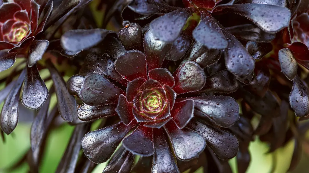 Eonium drzewiaste 'Schwarzkopf'