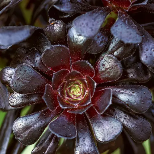 Eonium drzewiaste 'Schwarzkopf'