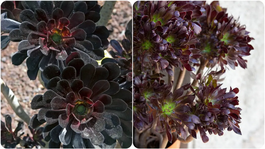 Eonium drzewiaste 'Schwarzkopf'