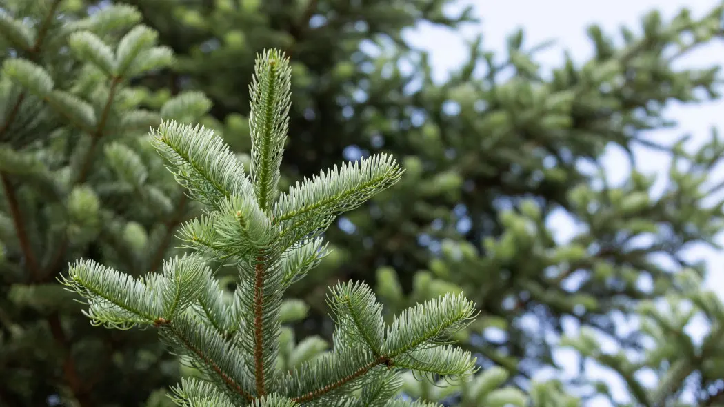 Jodła balsamiczna (Abies balsamea)