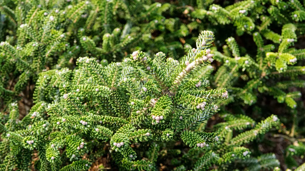 Jodła balsamiczna (Abies balsamea)