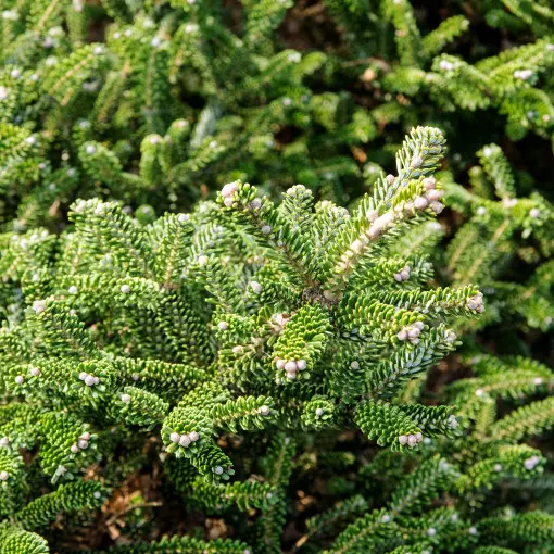 Jodła balsamiczna