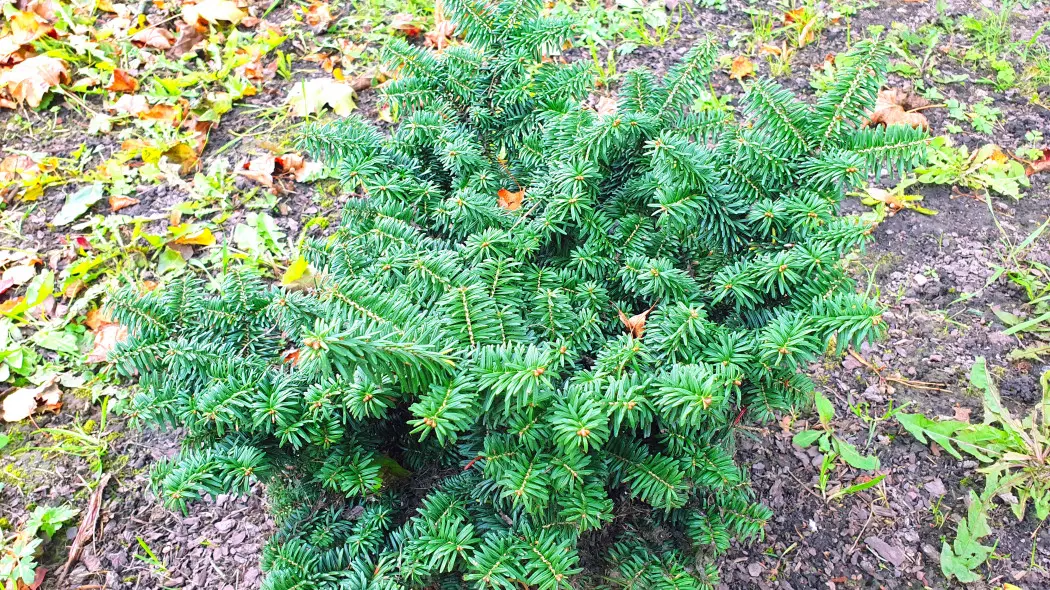 Jodła balsamiczna (Abies balsamea) 'Nana'
