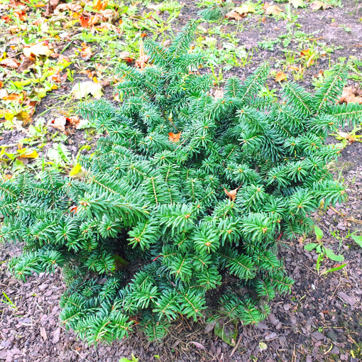 Jodła balsamiczna