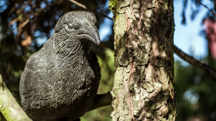 Ptaki zjadają Ci borówki i czereśnie? Postaw "stracha", którego naprawdę się boją