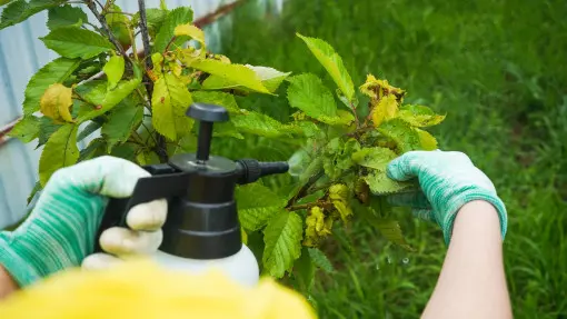 Mszyce niszczą liście i pędy wiśni? Sprawdź, co robić zanim będzie za późno