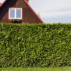 Dead hedge – martwy żywopłot. Jak i dlaczego warto założyć go w ogrodzie?