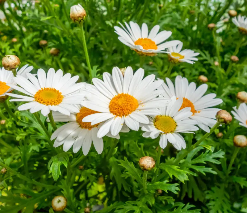 Złocień krzewiasty (łac. Argyranthemum frutescens)