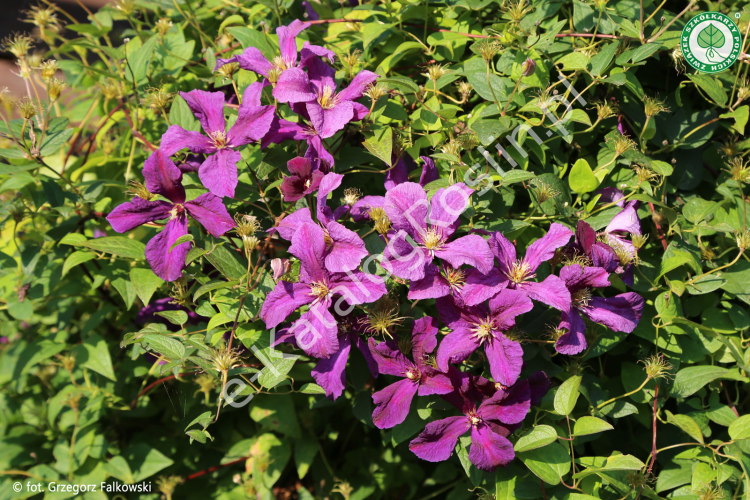 Powojnik 'Polish Spirit'