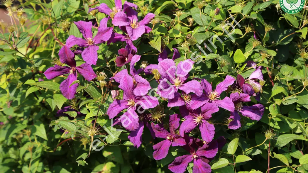 powojnik (Clematis) Polish Spirit Fot. Grzegorz Falkowski ZSzP