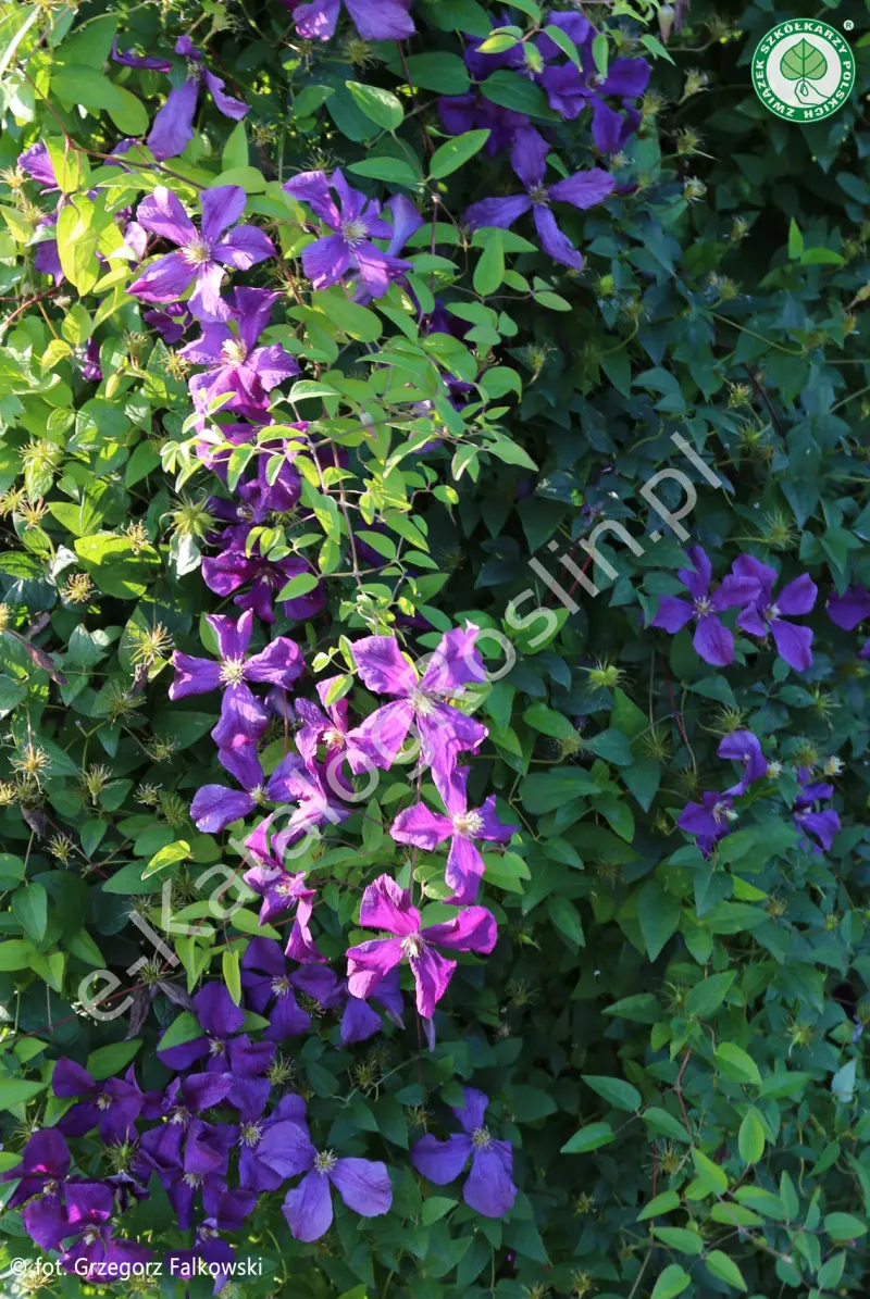 Powojnik (Clematis) 'Polish Spirit'
