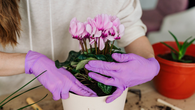 Przesadzanie cyklamenu – kiedy i jak to robić, by go nie zniszczyć?