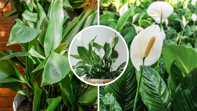 Rośliny podobne do skrzydłokwiatu? Te 2 gatunki mogą go z powodzeniem zastąpić