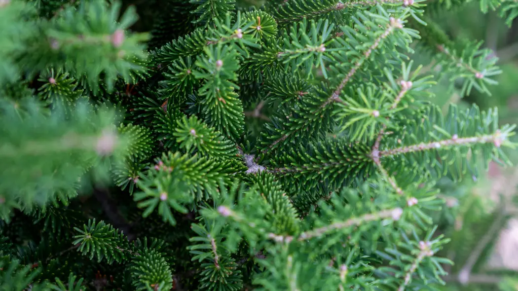 Jodła grecka (Abies cephalonica)