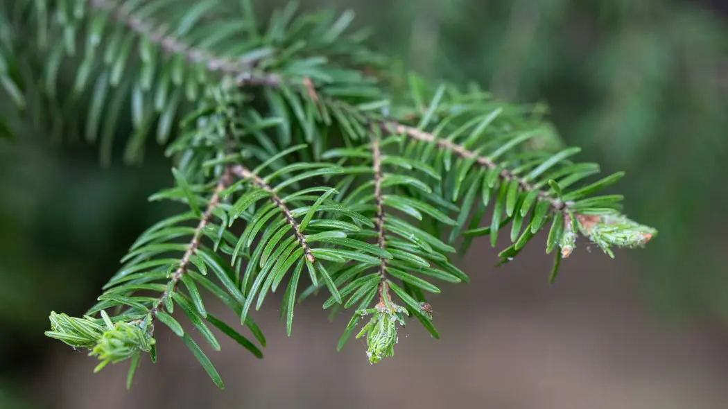 Jodła grecka (Abies cephalonica)