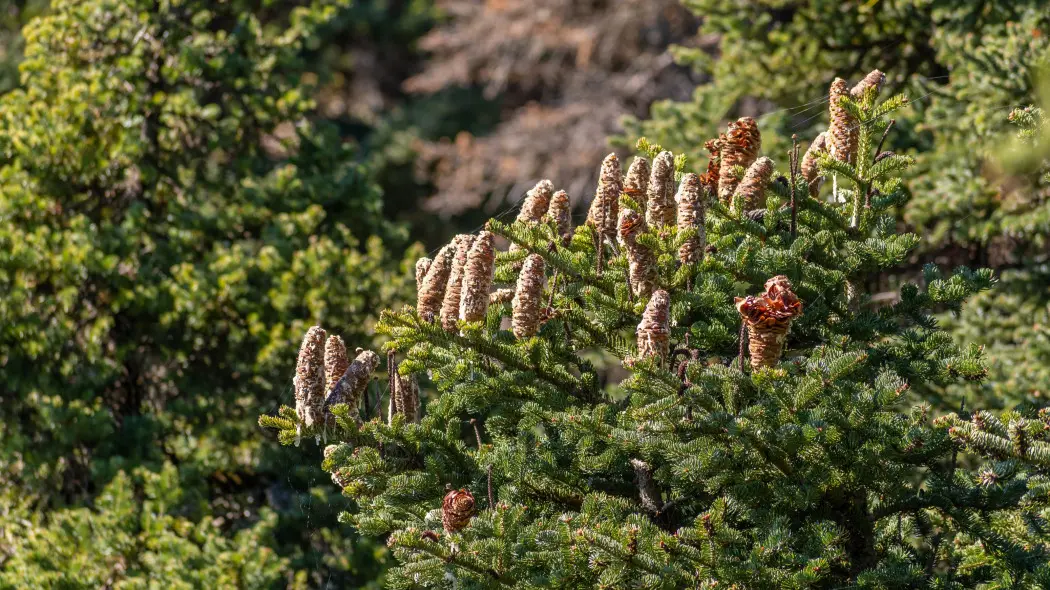 Jodła grecka (Abies cephalonica)