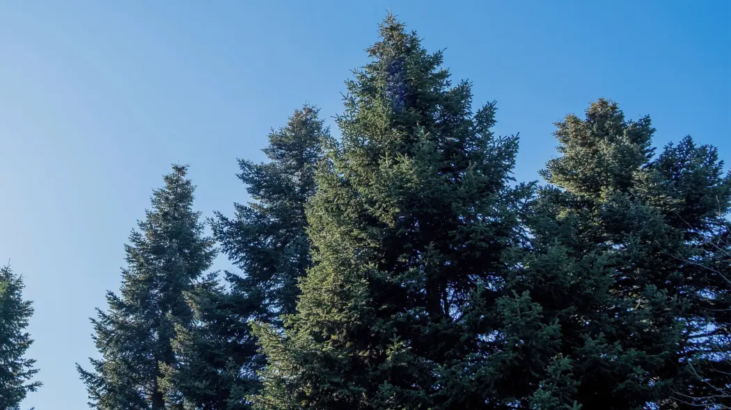Jodła grecka (Abies cephalonica)