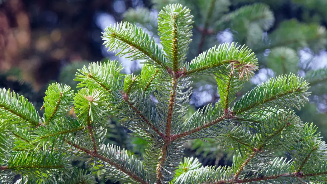 Jodła grecka (Abies cephalonica)