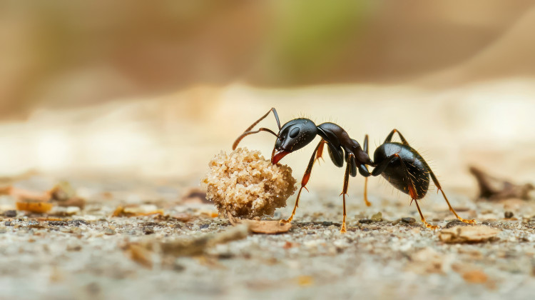 Szlak mrówek na tarasie? To nie przypadek – one coś ukrywają