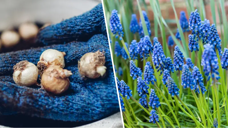 Szafirek (Muscari) i jego cebule