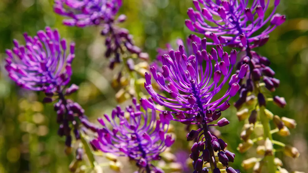 Szafirek miękkolistny (Leopoldia comosa)