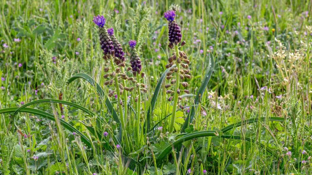 Szafirek miękkolistny (Leopoldia comosa)