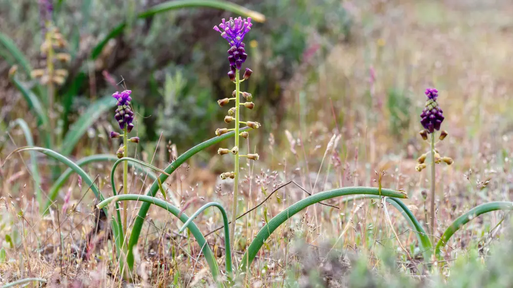 Szafirek miękkolistny (Leopoldia comosa)
