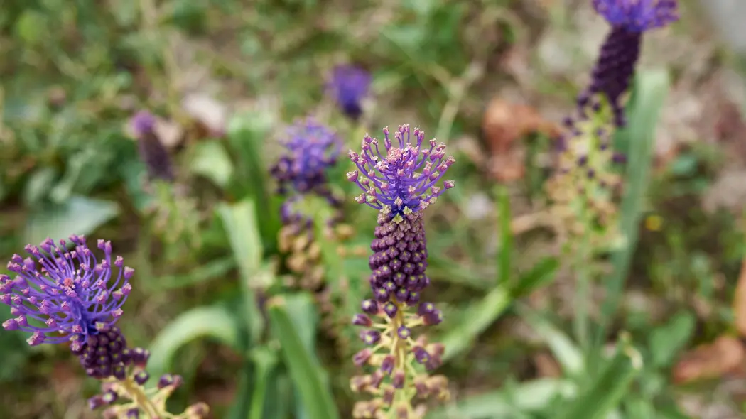 Szafirek miękkolistny (Leopoldia comosa)