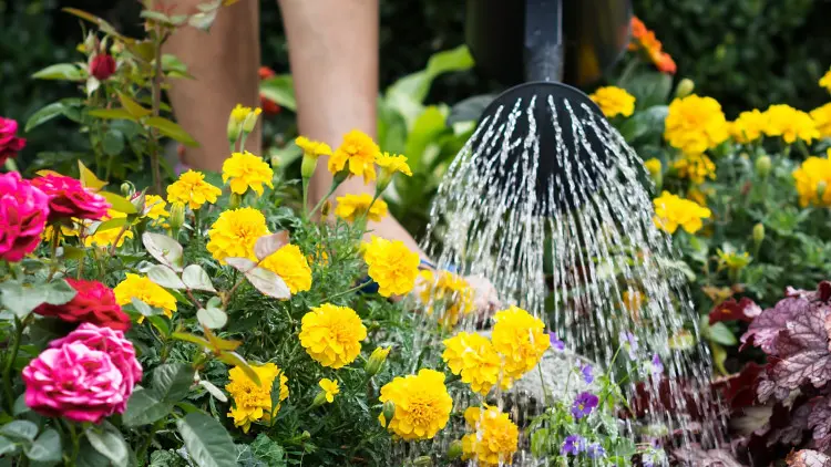 Czym podlewać kwiaty, aby pięknie rosły? Nie każda woda i nawóz im służą