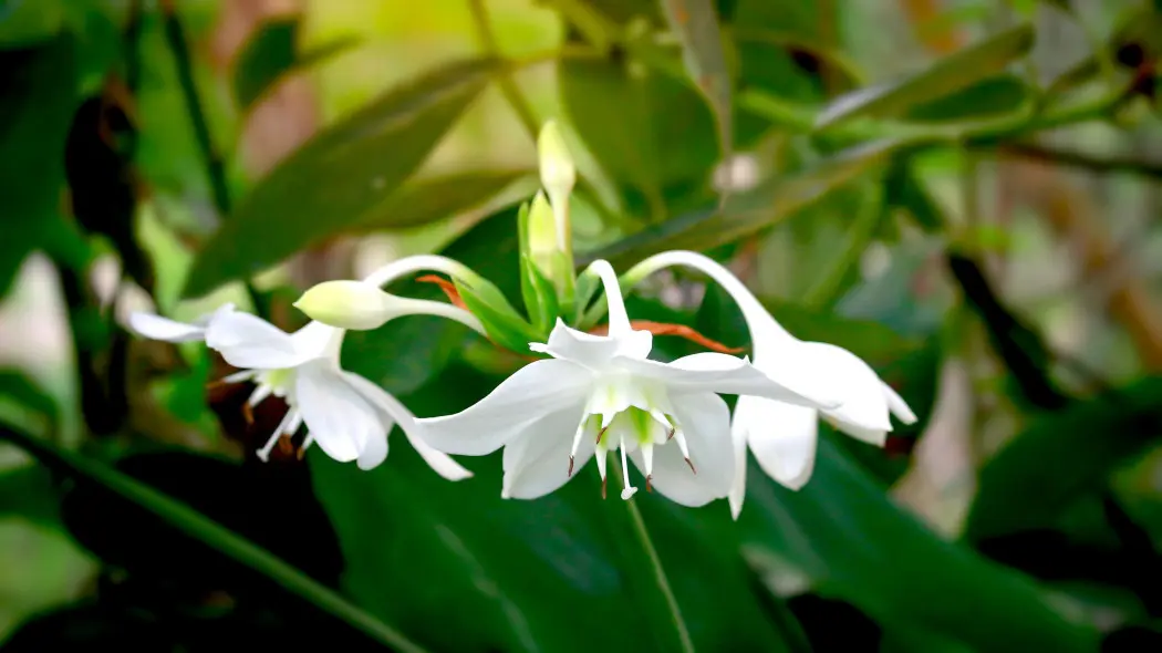 Lilia amazońska (Urceolina amazonica, Eucharis amazonica)