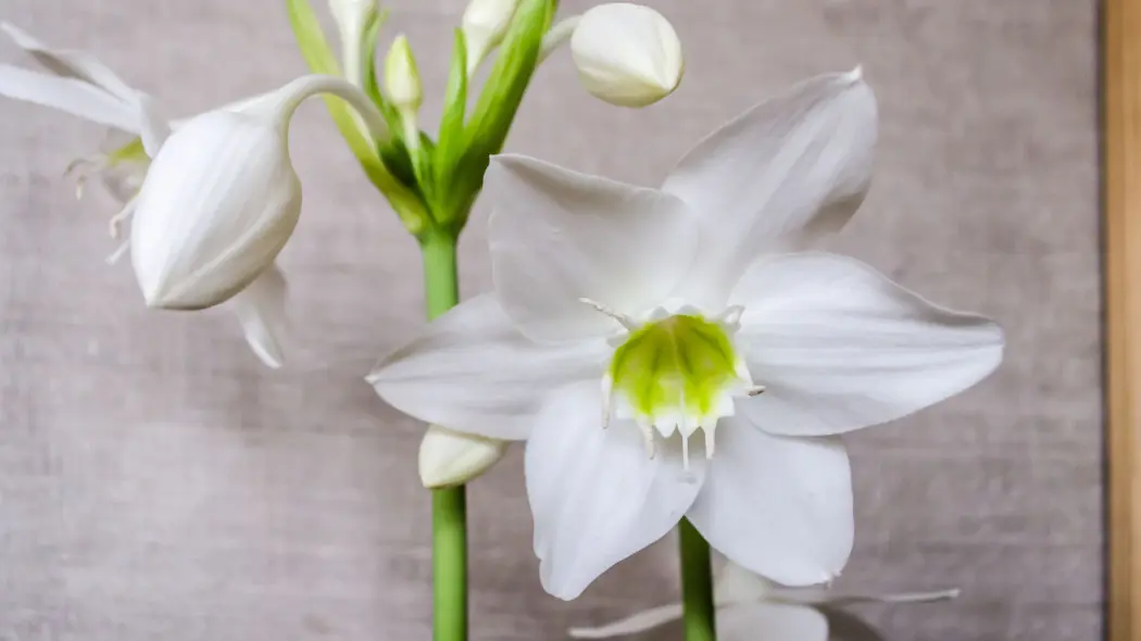Lilia amazońska (Urceolina amazonica, Eucharis amazonica) - kwiaty z bliska