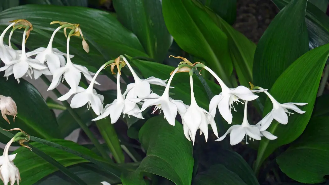 Lilia amazońska (Urceolina amazonica, Eucharis amazonica) w ogrodzie tropikalnym