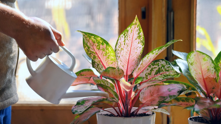 Nawożenie aglaonemy – jak, czym i kiedy, żeby nie zaszkodzić roślinie?