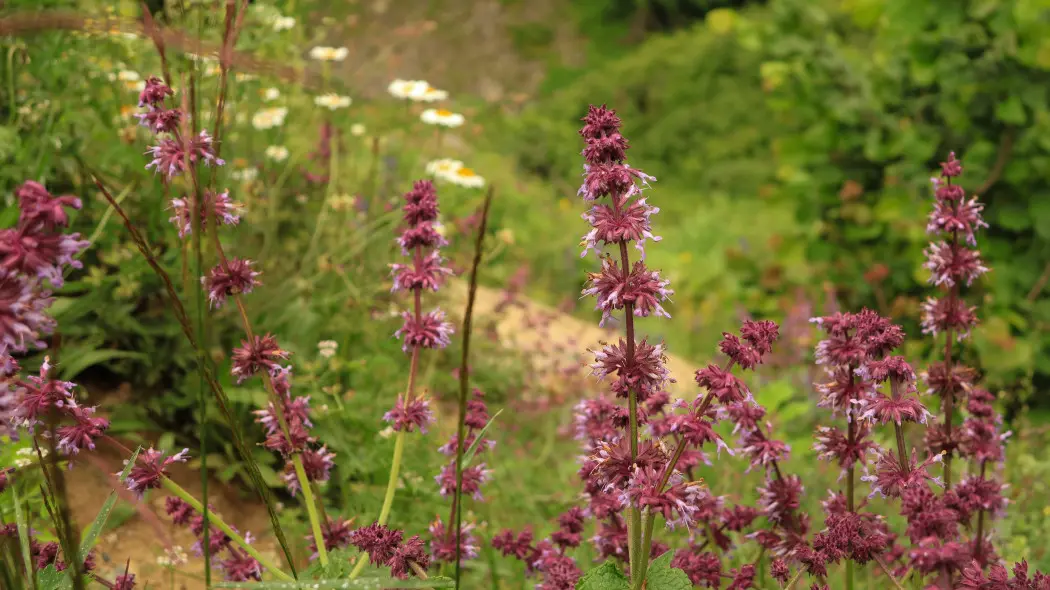 Szałwia okręgowa (Salvia verticillata) o purpurowych kwiatach