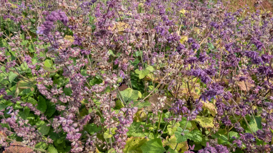 Szałwia okręgowa (Salvia verticillata) 