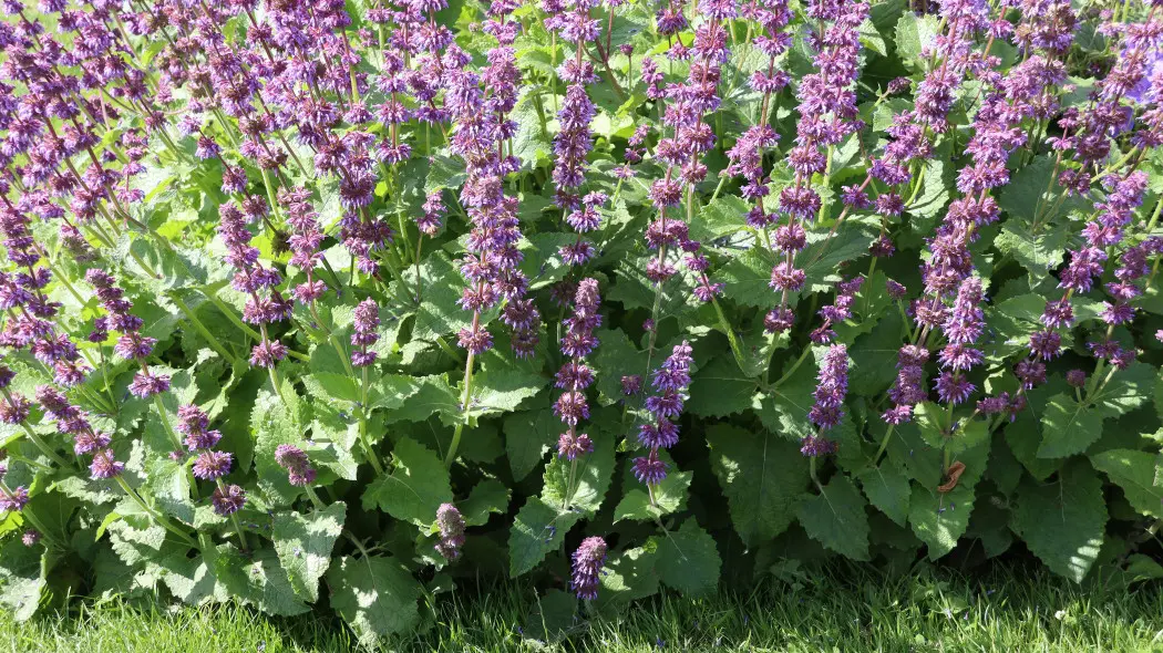 Szałwia okręgowa (Salvia verticillata) - liście