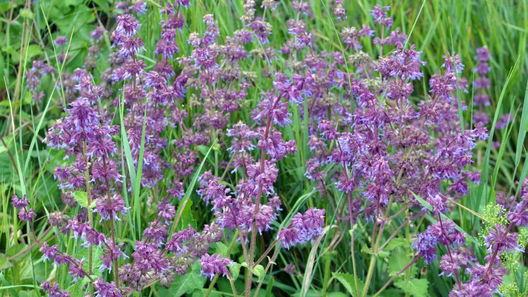 Szałwia okręgowa (Salvia verticillata) 