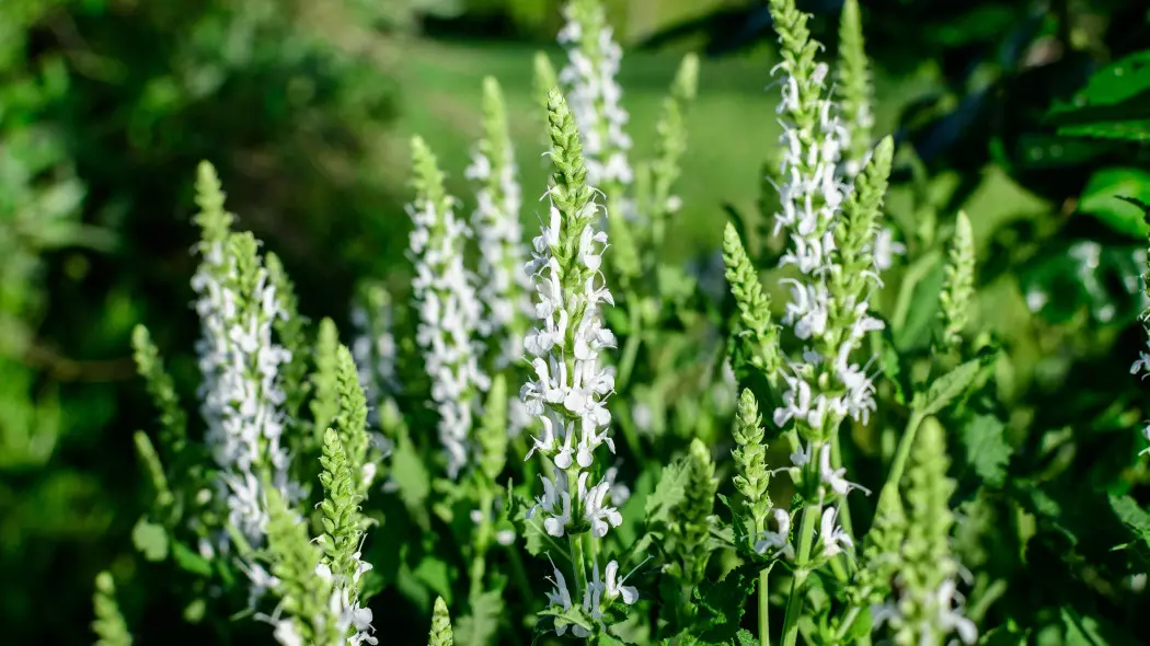 Szałwia okręgowa (Salvia verticillata) o białych kwiatach