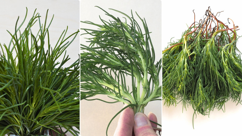 Agretti czyli solanka sodowa, roscano, salsola soda