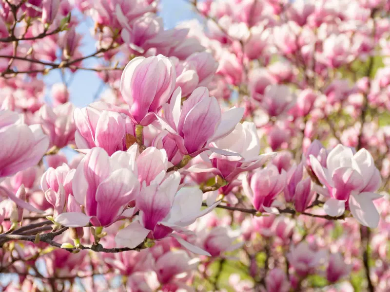 Magnolia pośrednia - Wiosenne drzewo kwitnące na różowo
