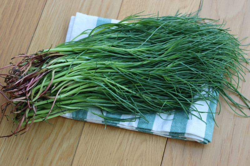 Agretti czyli solanka sodowa, roscano, salsola soda