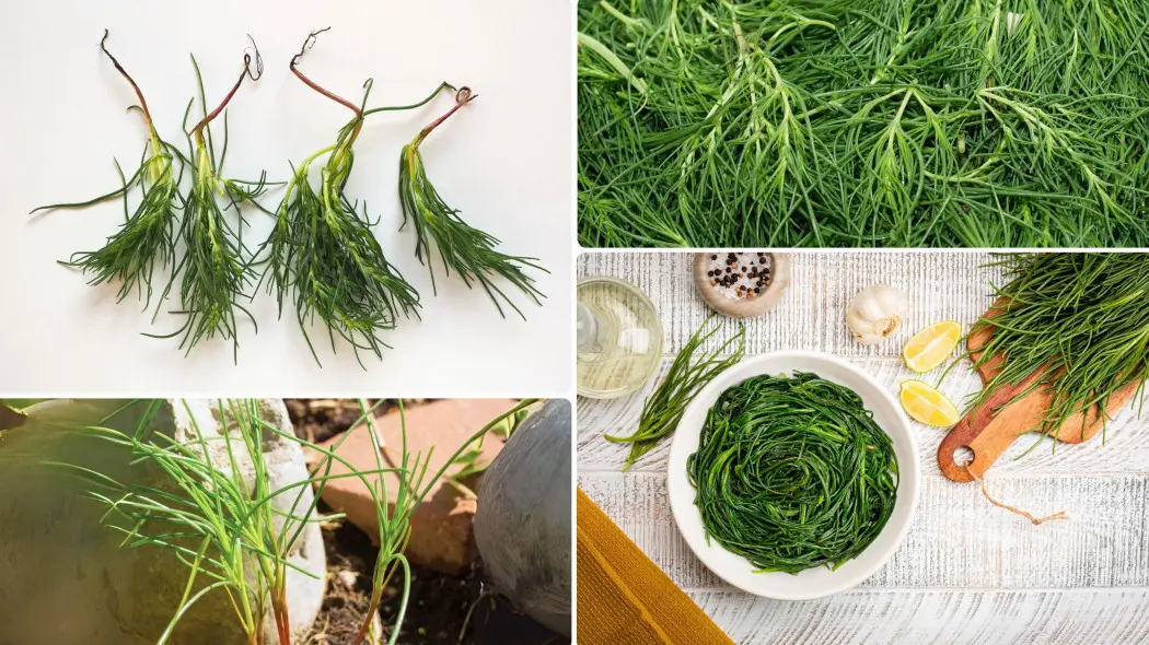 Agretti, czyli solanka sodowa