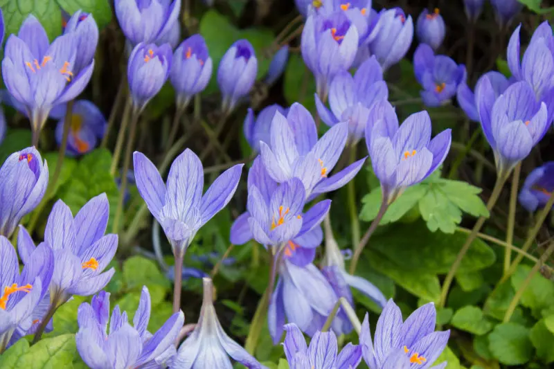 Krokus okazały, jesienny (Crocus speciosus)