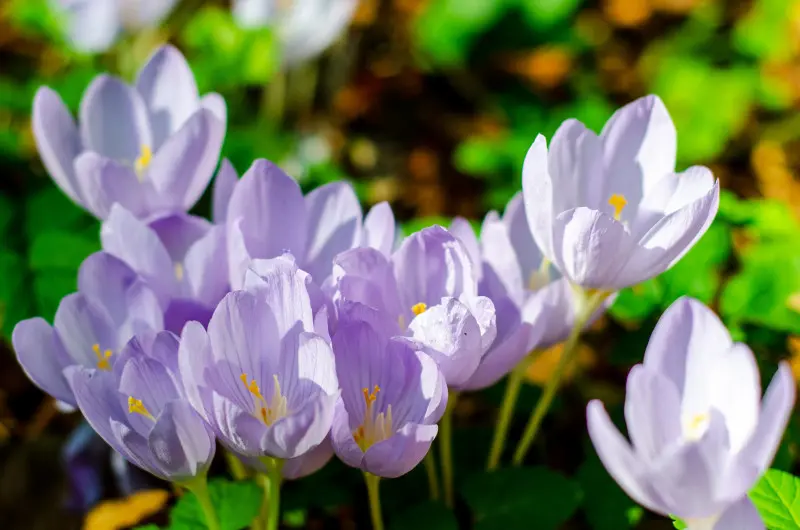 Krokus nadobny (Crocus pulchellus)