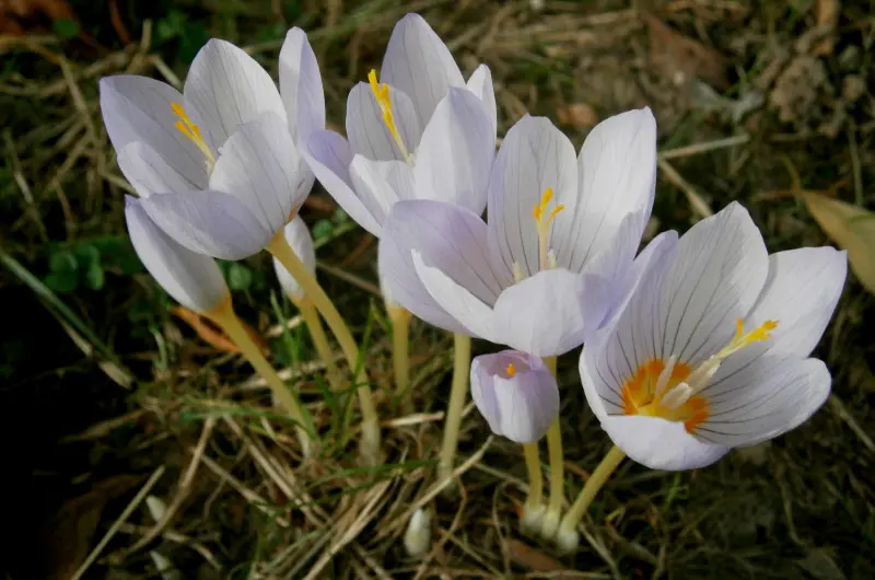 Krokus Kotschyego (Crocus kotschyanus)