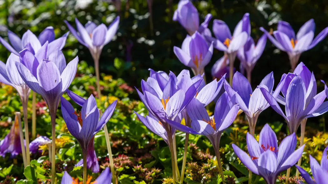 Krokusy kwitnące jesienią (Crocus speciosus) do posadzenia w ogrodzie