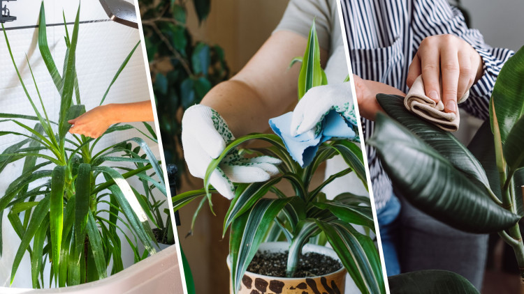 Mycie różnych roślin domowych – które przecierać, które odkurzać, a które myć pod prysznicem?