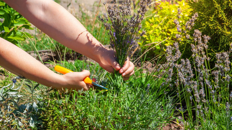 Zasada 8-8-8 to wskazówka w odmładzaniu lawendy. Czy dobrze to robisz?